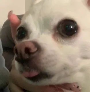 😲 05e5e9aa pies, biały pies, zwierzę, zwierzę domowe, chihuahua, słodki telegram sticker