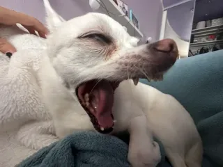 🌟 0bd82c26 pies, biały pies, zwierzę domowe, ziewanie, zwierzę, słodki telegram sticker