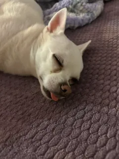 🌟 0f33a5e2 pies, zwierzę, śpiący, zwierzę domowe, chihuahua, biały pies telegram sticker