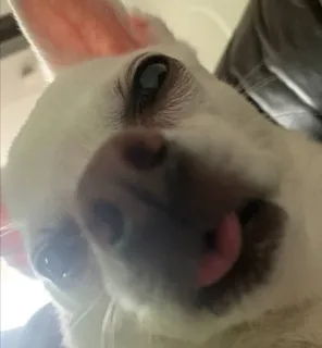 😛 148f6f93 pies, zwierzę, zwierzę domowe, słodki, język, portret telegram sticker