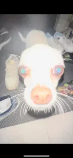 🌟 153db216 pies, zwierzę domowe, zwierzę, chihuahua, słodki, zwierzę domowe telegram sticker