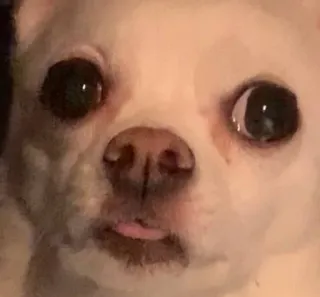 🤕 22fc304a pies, chihuahua, słodki, zwierzę, zwierzak, śmieszny telegram sticker