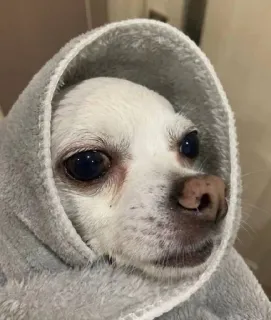 😣 31799a50 pies, ręcznik, słodki, zwierzę, zwierzak, portret telegram sticker