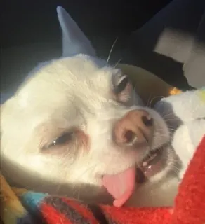 😮‍💨 42b11da6 pies, chihuahua, zwierzę, zwierzak, słodki, język telegram sticker