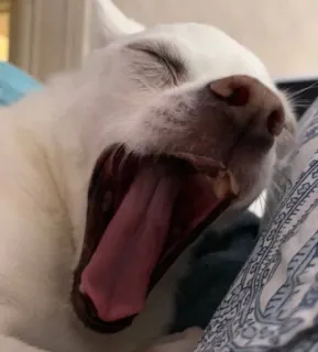 😴 433198fb pies, ziewanie, biały pies, zwierzę, zwierzę domowe, zwierzę domowe telegram sticker