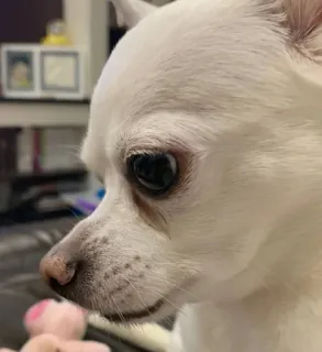 🧐 4969a963 pies, zwierzę, zwierzę domowe, biały, chihuahua telegram sticker