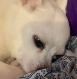 😣 52860e35 pies, biały pies, zwierzę domowe, zwierzę, zwierzę domowe telegram sticker