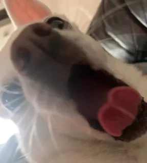 😱 5bf47542 pies, zwierzę domowe, zwierzę, zbliżenie, język, biały, zwierzę domowe, pysk telegram sticker