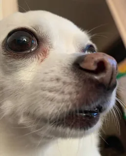 😶 5d00e154 pies, zwierzę, chihuahua, zwierzę domowe, szczeniak, mały pies telegram sticker