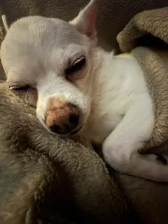 🌟 5e0d63fa chihuahua, pies, śpiący, szczeniak, słodki, zwierzę domowe, zwierzę telegram sticker