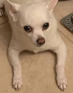 🤤 60f0f6de pies, chihuahua, zwierzę, zwierzę domowe, słodki, biały, zwierzę domowe telegram sticker