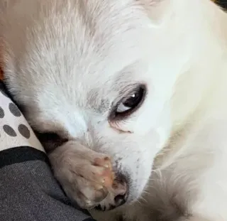 крыса :: @fStikBot telegram stickers