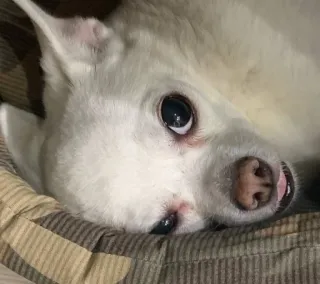 🙃 8a580d10 pies, zwierzę domowe, zwierzę, biały pies, szczeniak, słodki, portret telegram sticker