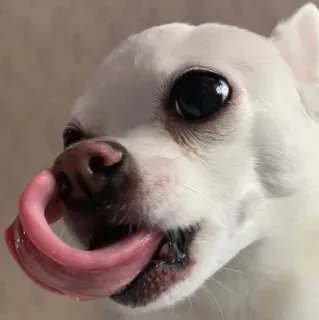 крыса :: @fStikBot telegram stickers