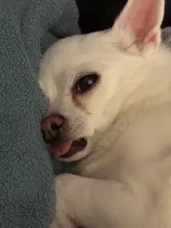 🌟 92f019bf pies, zwierzę domowe, zwierzę, chihuahua, słodki, biały, język telegram sticker