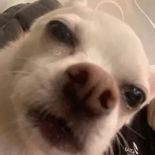 🤯 ad3e295d pies, chihuahua, zwierzę, zwierzak, słodki, śmieszny telegram sticker