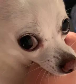 🤐 b360405a pies, chihuahua, zwierzę domowe, zwierzę, mały pies telegram sticker