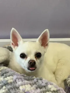 🌟 b44e4402 pies, chihuahua, biały pies, zwierzę domowe, zwierzę, słodki telegram sticker