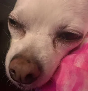 😟 b9890a06 pies, chihuahua, zwierzę domowe, zwierzę, słodki, śpiący, twarz telegram sticker