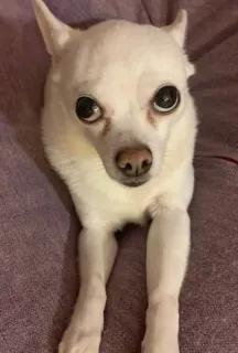 🤒 c471202e pies, chihuahua, zwierzę domowe, zwierzę, słodki, biały pies, duże oczy telegram sticker