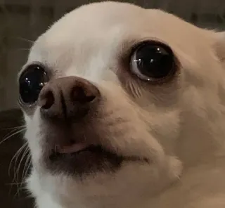 😪 c823e903 pies, chihuahua, zwierzę, zwierzę domowe, słodki, mem telegram sticker