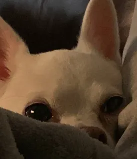 🤭 cbce0b9d pies, chihuahua, zwierzę domowe, zwierzę, słodki, portret, mały pies telegram sticker