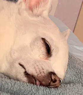 😮 d36e621d pies, chihuahua, śpiący, zwierzę domowe, zwierzę telegram sticker