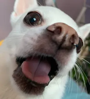 😟 e606b0d6 pies, chihuahua, zwierzę domowe, zwierzę, słodki, szczęśliwy telegram sticker