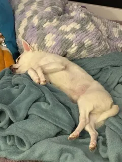 🌟 f0070b62 pies, śpiący, zwierzę, zwierzak, biały pies, chihuahua telegram sticker