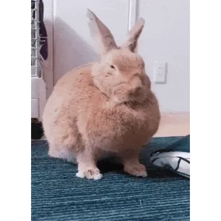 🥶 2183b775 Hase, Häschen, niedlich, Tier, Haustier telegram sticker