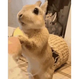 Кролики/Bunny @freetopsticker telegram stickers