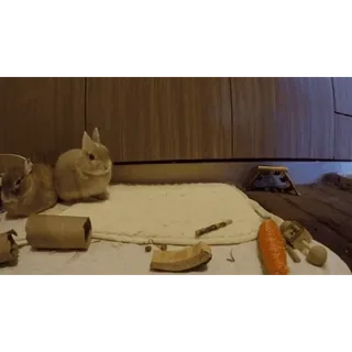 Кролики/Bunny @freetopsticker whatsapp stickers