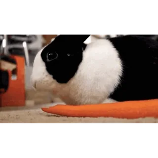 Кролики/Bunny @freetopsticker telegram stickers