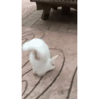 🐇 6e01e134 Hase, weiß, süß, Tier, Haustier telegram sticker