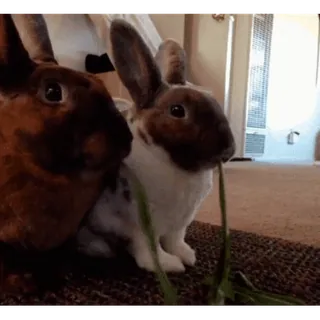 🥬 78851e94 Kaninchen, Hase, Haustier, Tiere, Gras telegram sticker