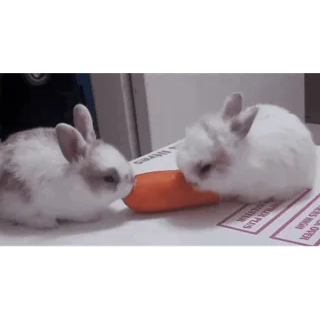 🥕 cb5957e0 Hase, Häschen, Karotte, Tier, Süß telegram sticker