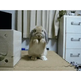 🐇 e205dbb4 Hase, Kaninchen, süß, Haustier, Tier telegram sticker