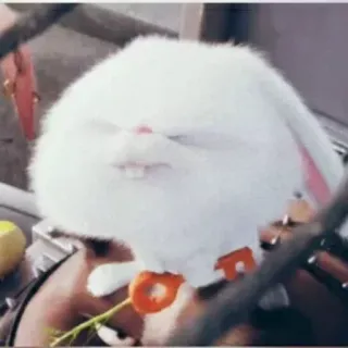 😶 0eee196f Snowball The Secret Life of Pets การ์ตูน, กระต่าย, กระต่าย, สีขาว, สัตว์เลี้ยง, สัตว์ whatsapp sticker