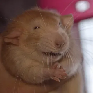 Крыски для переписки @betsy_cat13 telegram stickers