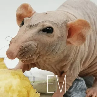 🤤 3fbb16aa EM rato, rato sem pelo, animal, animal de estimação whatsapp sticker