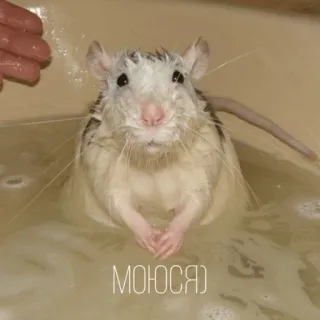 🛁 a56c5af5 МОЮСЯ rato, banho, animal, água, animal de estimação, fofo, roedor whatsapp sticker