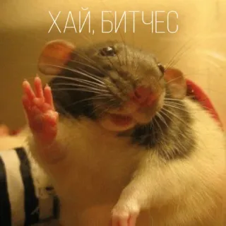👋 c27001ab ХАЙ, БИТЧЕС rato, saudação, engraçado, animal whatsapp sticker