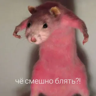 🥴 d6780531 чё смешно блять?! rato, animal, engraçado, rosa, meme whatsapp sticker