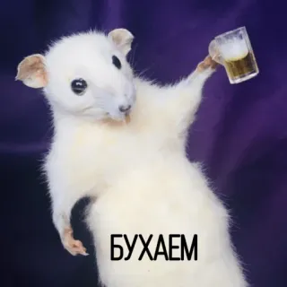 🍺 dc8db02c БУХАЕМ rato, cerveja, bebendo, animal, festa, roedor whatsapp sticker