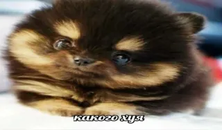 🤔 27c409ca какого хуя cachorrinho, cão, fofo, ofensivo, palavrão, russo telegram sticker