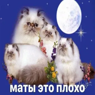 ❗️ f49c3204 МАТЫ ЭТО ПЛОХО gatos, gatos persas, lua, estrelas, texto, russo, palavrões, adesivo telegram sticker