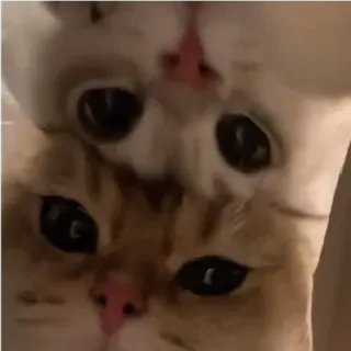 🐱 1d26925e kucing, kucing-kucing, hewan peliharaan, imut, binatang, hewan domestik telegram sticker