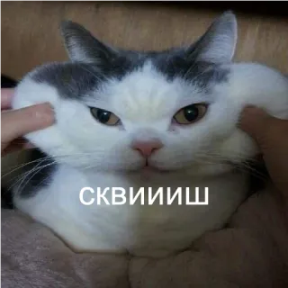 🤤 22234ad8 СКВИИИШ kucing, lunak, lucu, binatang, meme telegram sticker