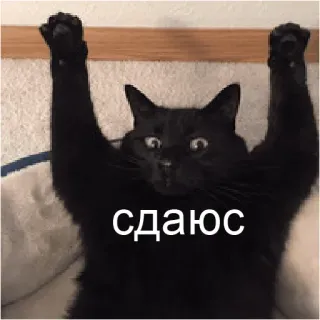 👐 23d8feac сдаюсь kucing, kucing hitam, menyerah, lucu, meme, hewan telegram sticker