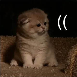 ☹️ 3883bf53 kucing, anak kucing, imut, hewan, hewan peliharaan, Scottish Fold telegram sticker